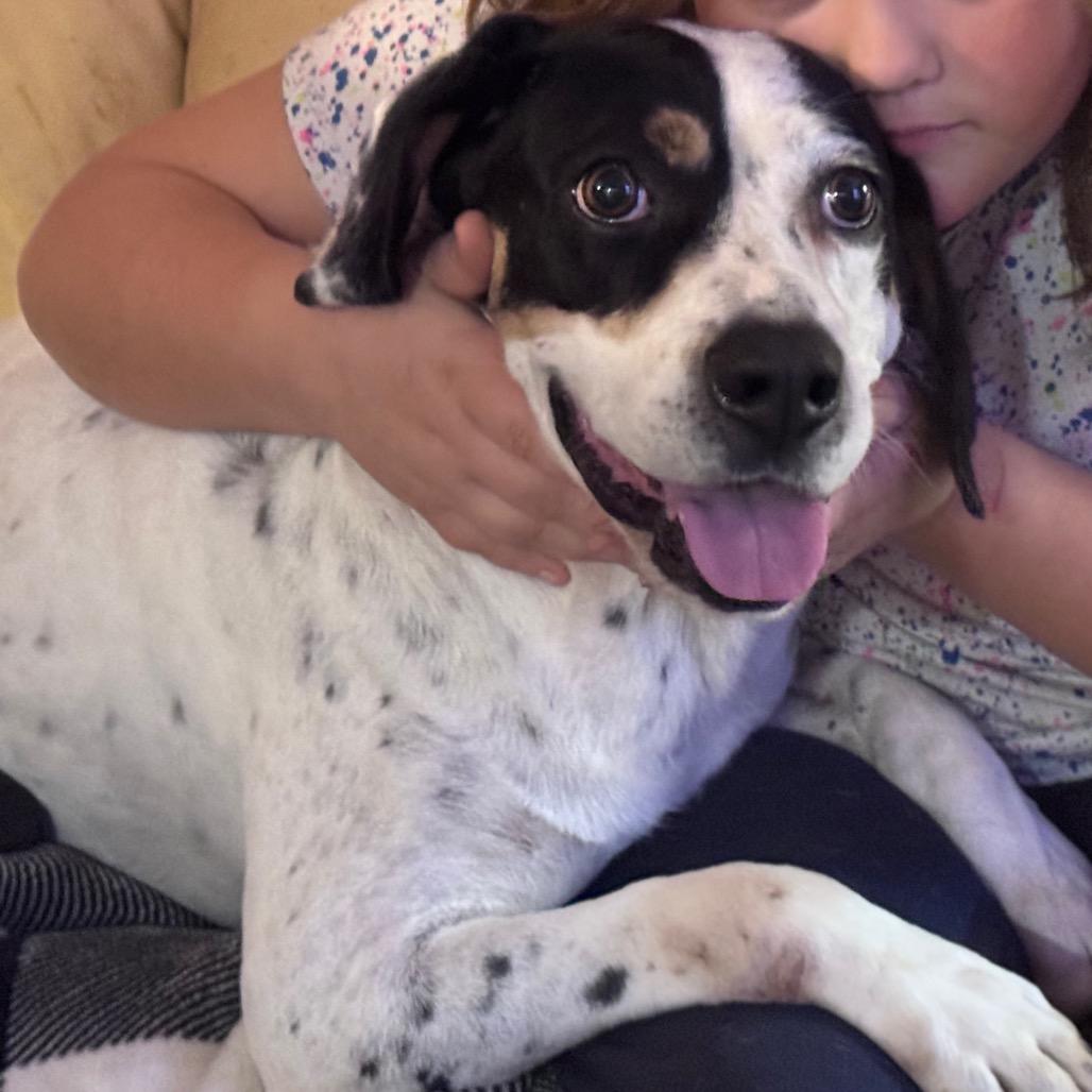 Scout, a Adoptable Mixed Breed in Inwood, WV image 3/3