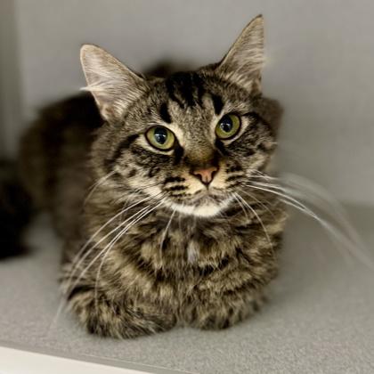 Enlarge Wispy, a Adoptable mixed breed in Atlanta, GA image 2/3