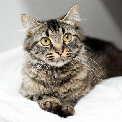 Enlarge Wispy, a Adoptable mixed breed in Atlanta, GA image 3/3
