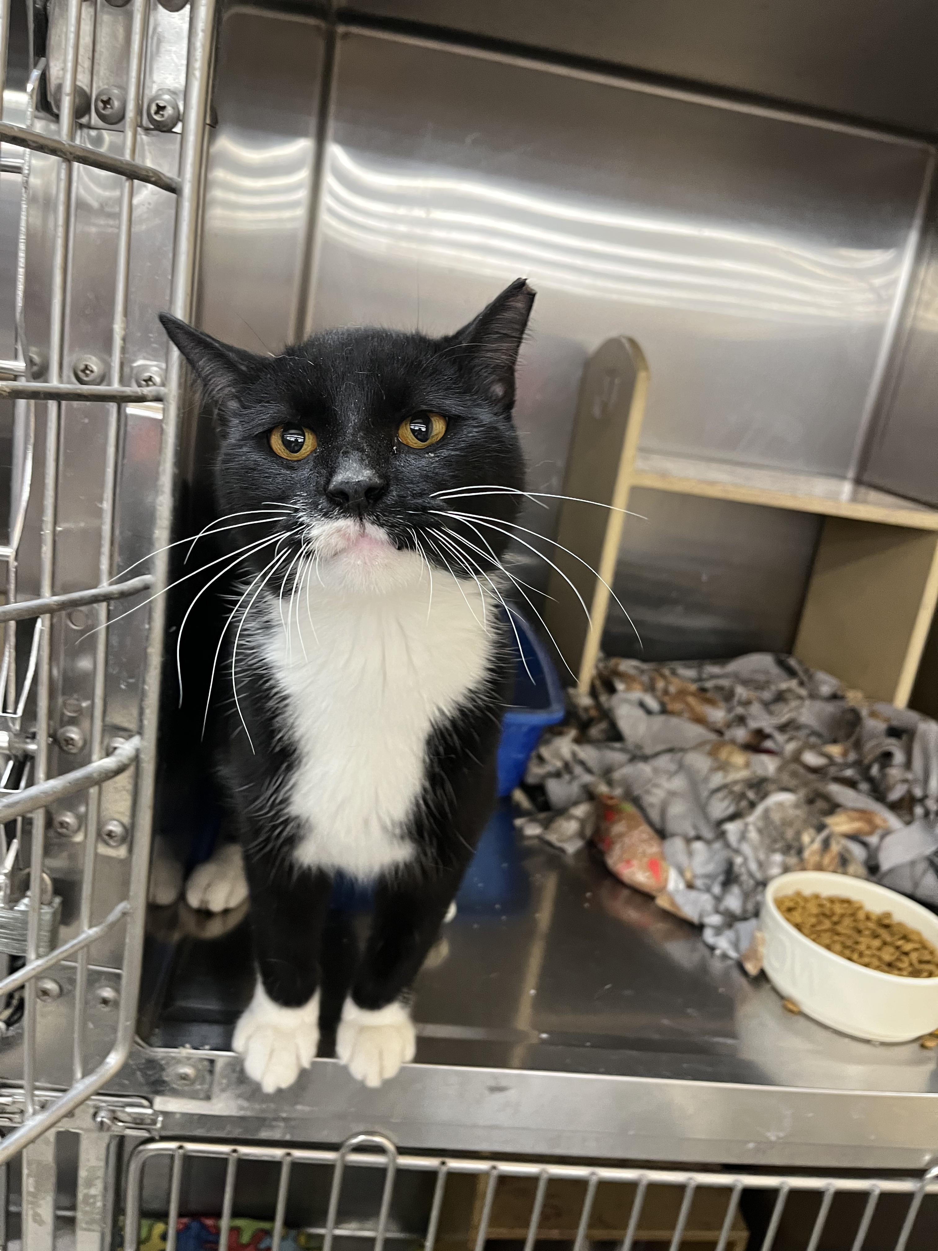 Lorne, Adoptable, Adult Male Domestic Short Hair.