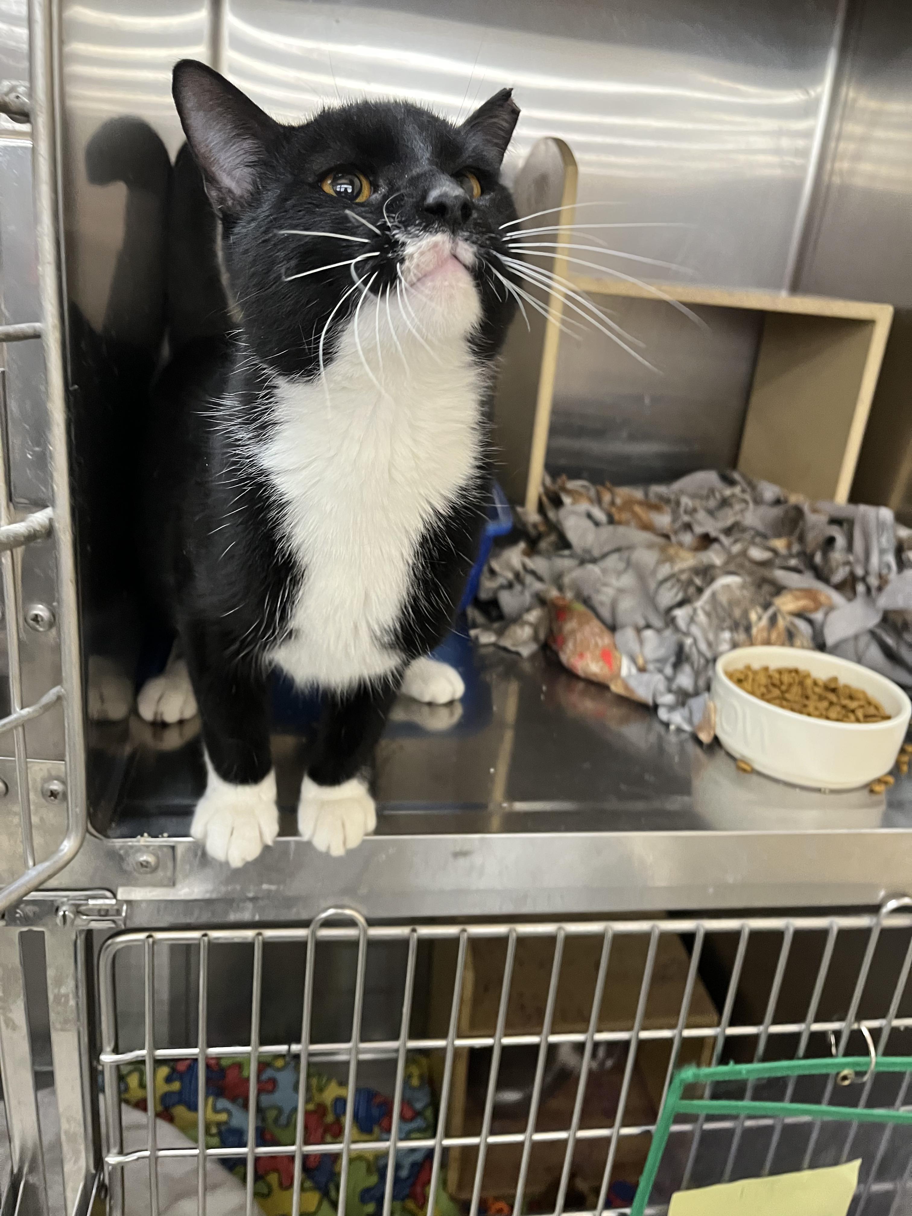 Enlarge Lorne, an adopted mixed breed in South Euclid, OH image 2/4