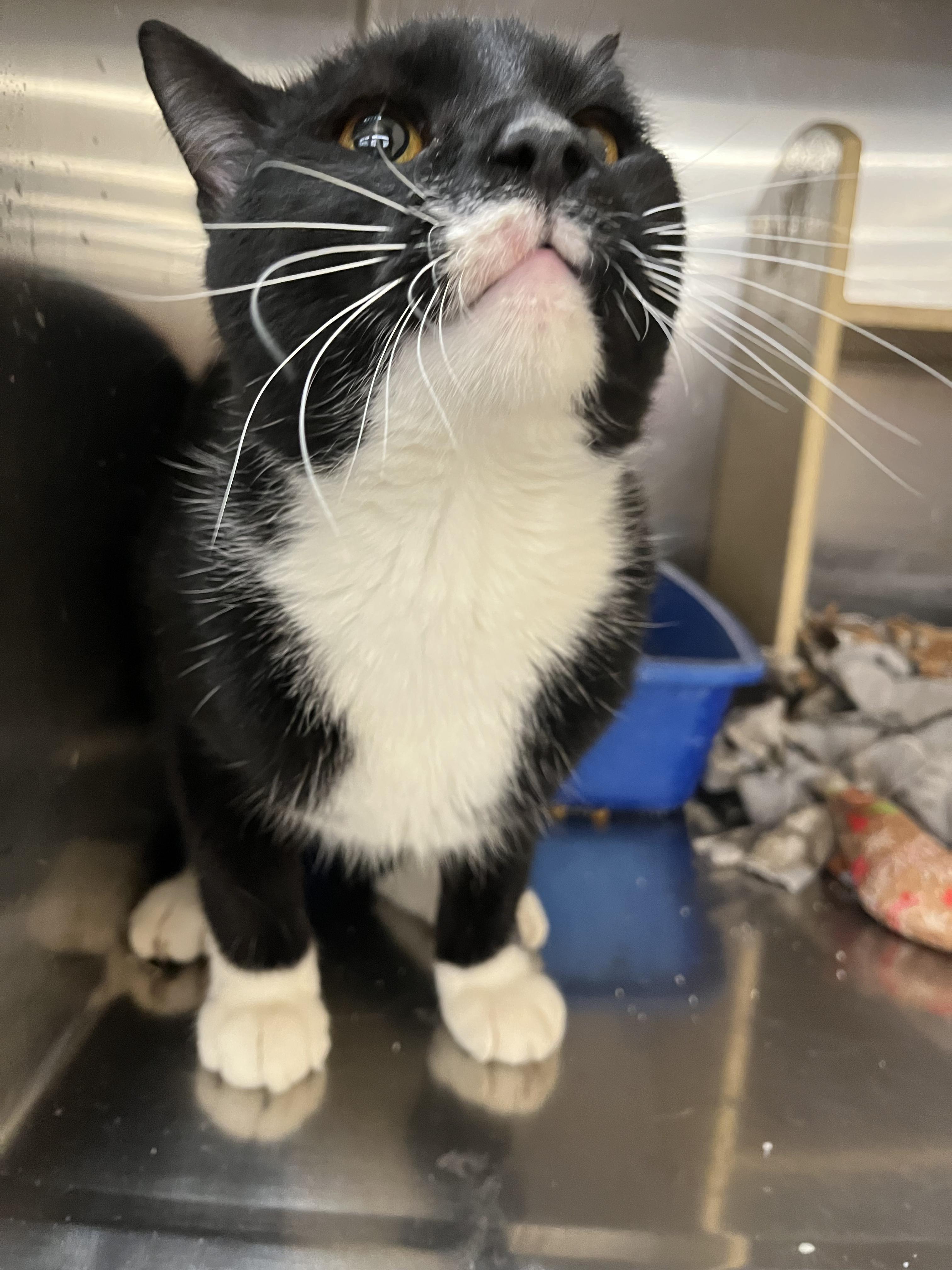 Enlarge Lorne, an adopted mixed breed in South Euclid, OH image 3/4