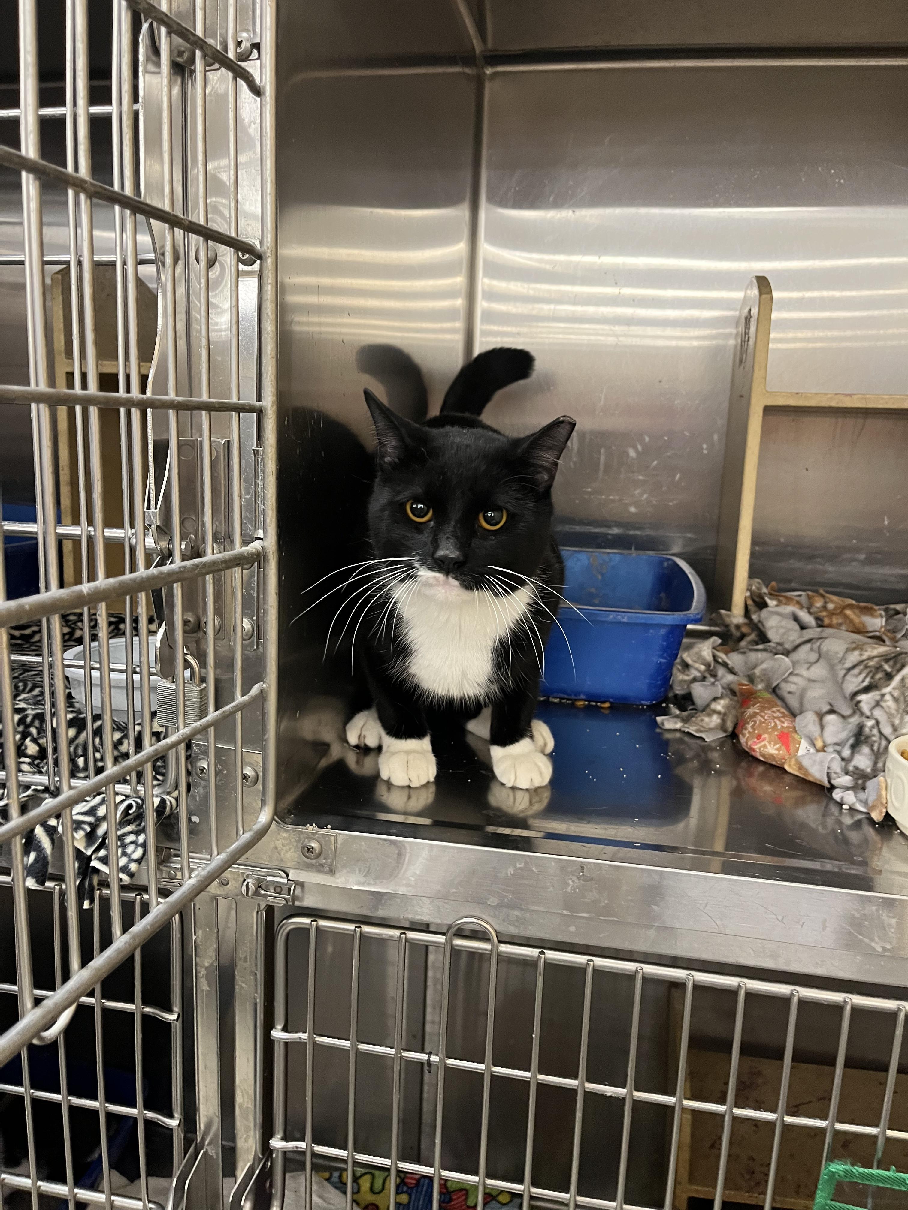 Enlarge Lorne, an adopted mixed breed in South Euclid, OH image 4/4