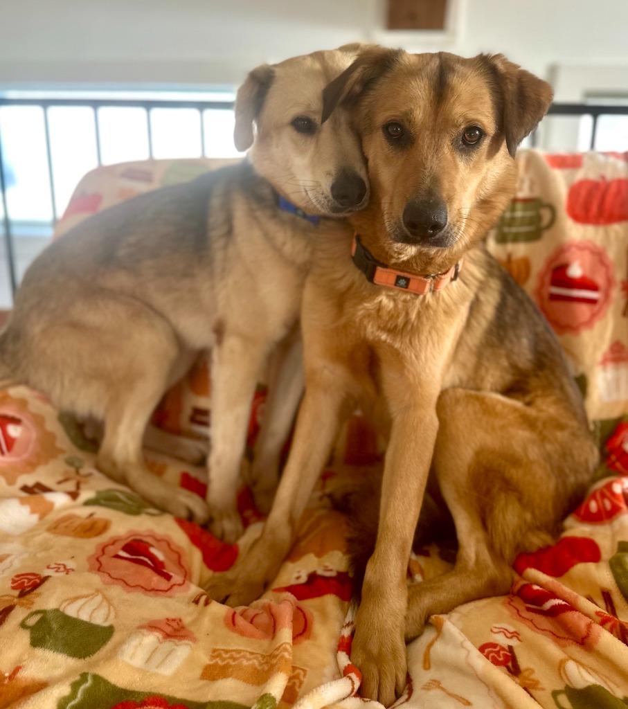 Marley, Adoptable, Young Male Mixed Breed.