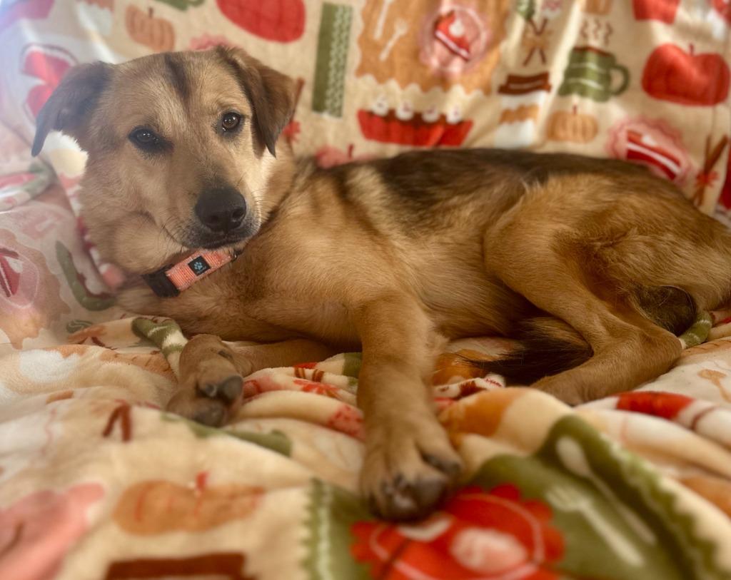 Enlarge Marley, a Adoptable mixed breed in Hudson, NY image 2/2