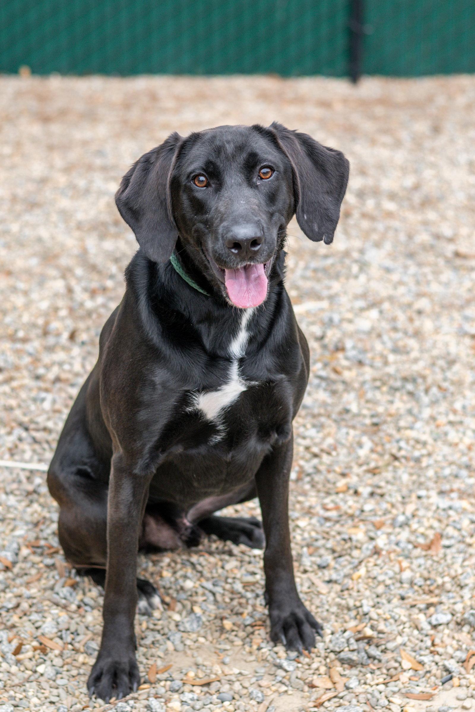 Odin, Adoptable, Young Male Labrador Retriever.