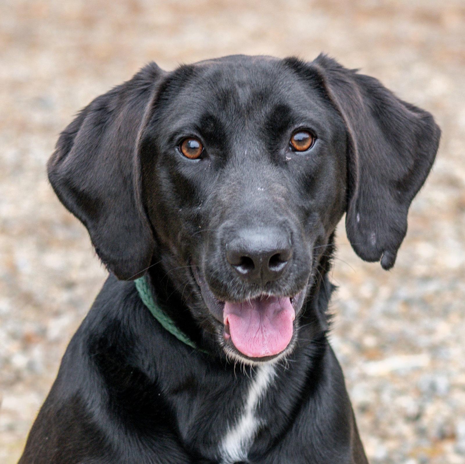 Enlarge Odin, a Adoptable Labrador Retriever in Hilton Head Island, SC image 2/3