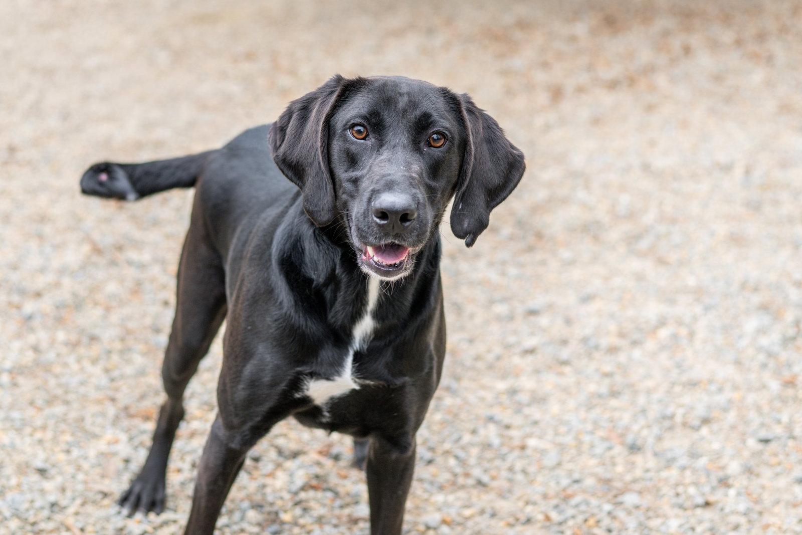 Enlarge Odin, a Adoptable Labrador Retriever in Hilton Head Island, SC image 3/3