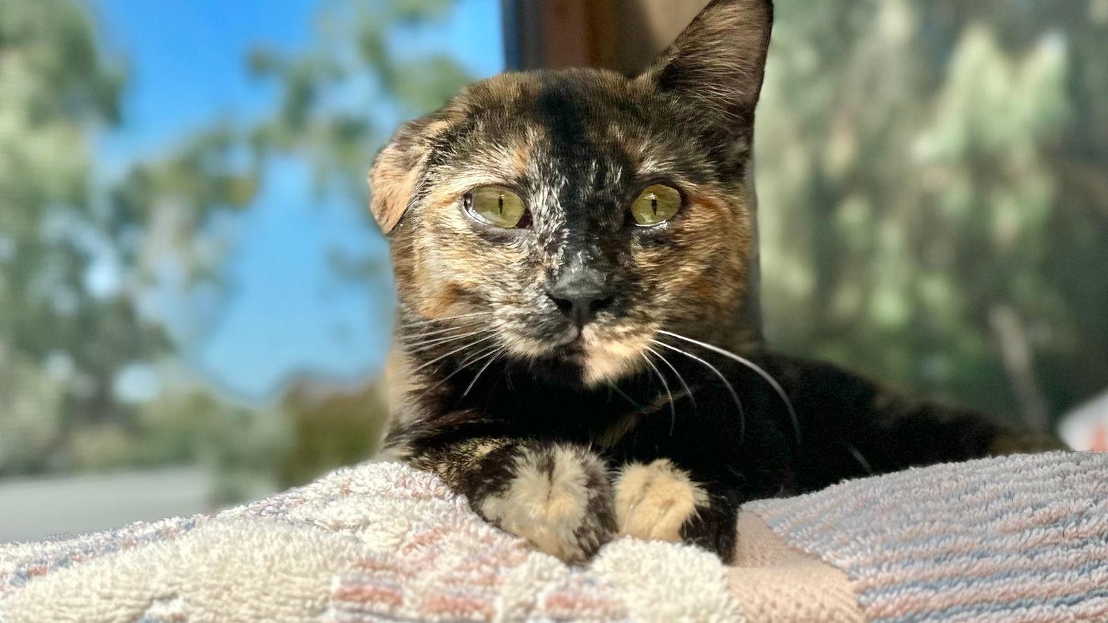 Enlarge Bonnie, a Adopted Tortoiseshell in Santa Rosa, CA image 1/3