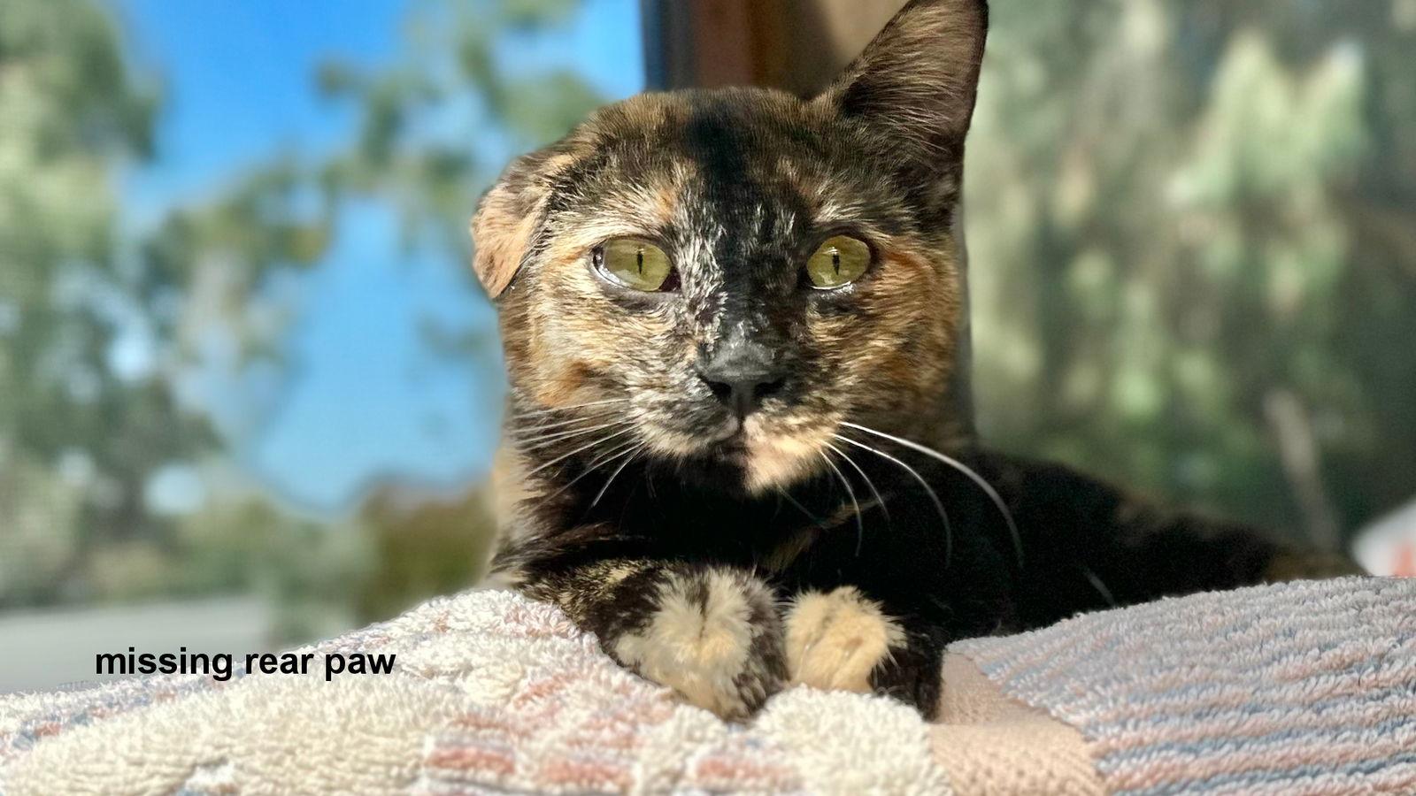 Enlarge Bonnie, a Adopted Tortoiseshell in Santa Rosa, CA image 2/3