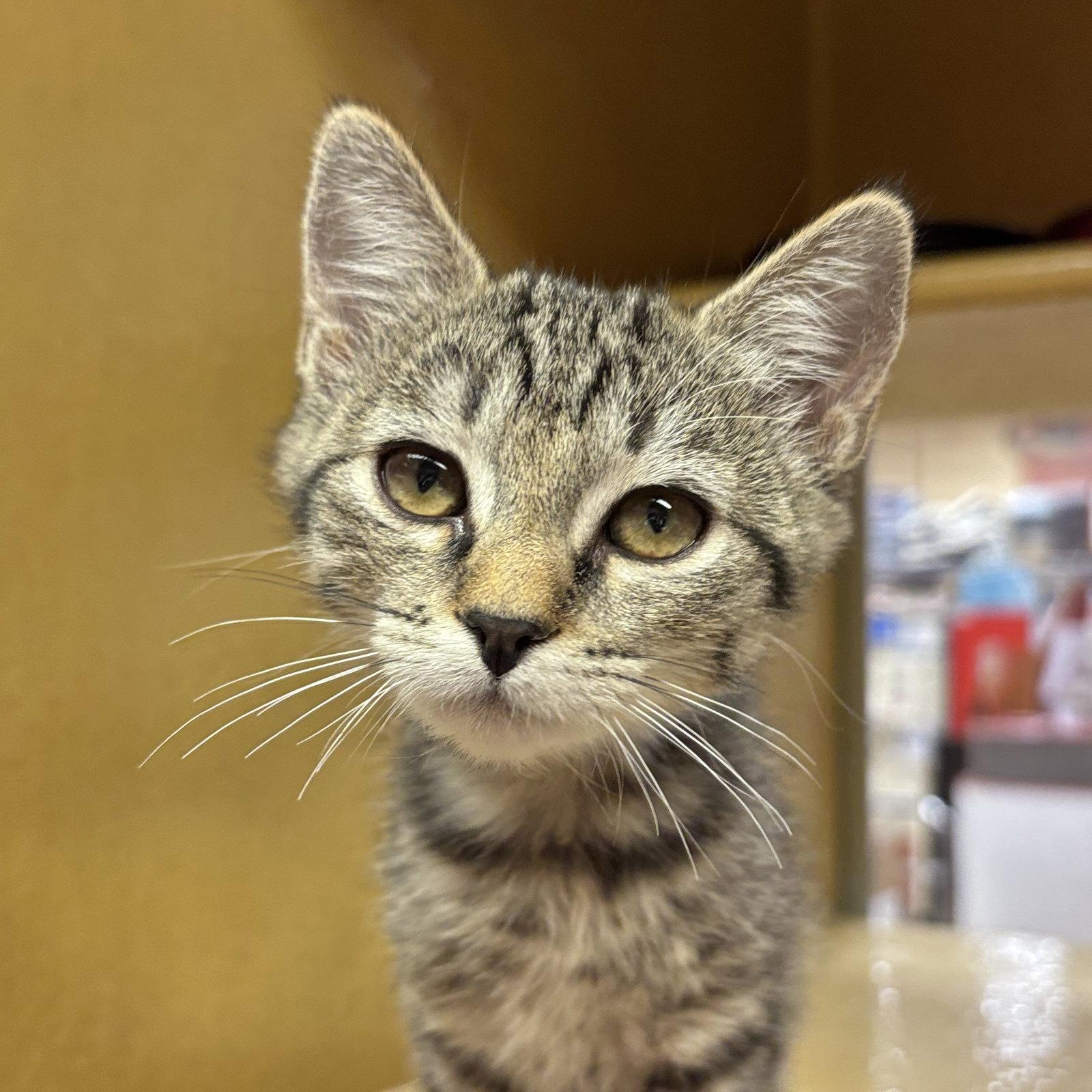 Toad, Adoptable, Kitten Female Domestic Short Hair.