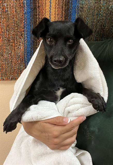POPEYE, Adoptable, Adult Male Chihuahua.