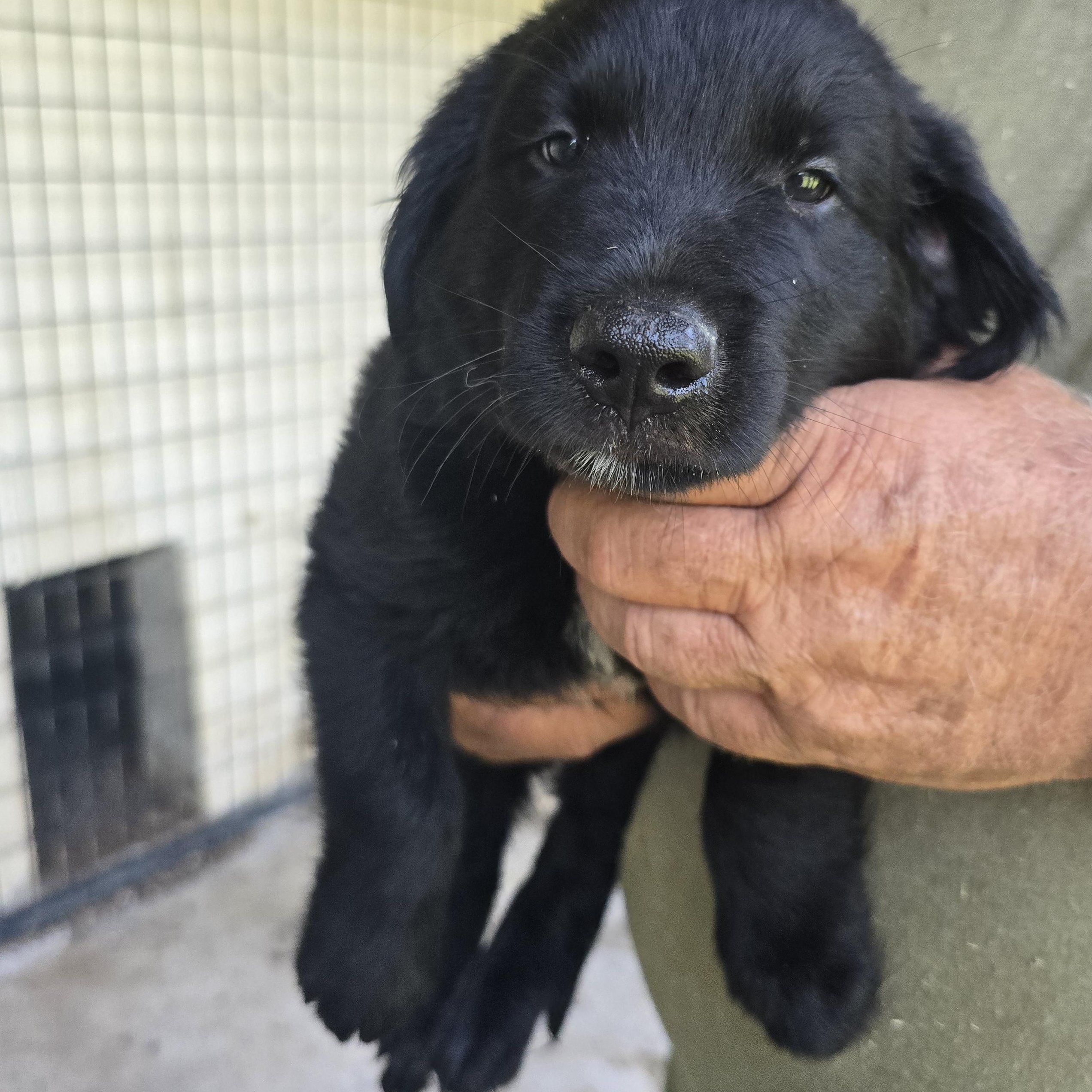 Trooper, adopted, Puppy Male Golden Retriever & Black Labrador Retriever.