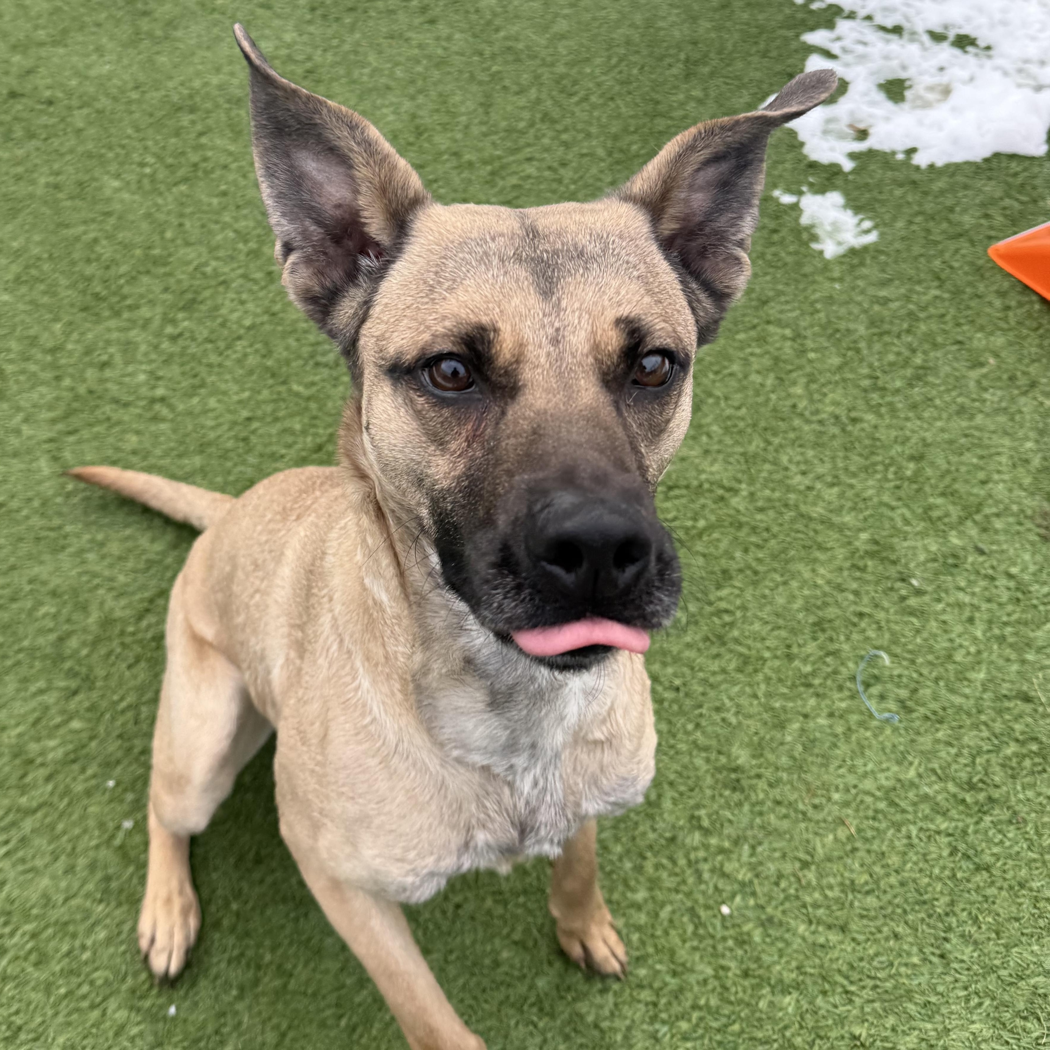 Enlarge Fawn, a Adoptable mixed breed in Groton, CT image 1/6