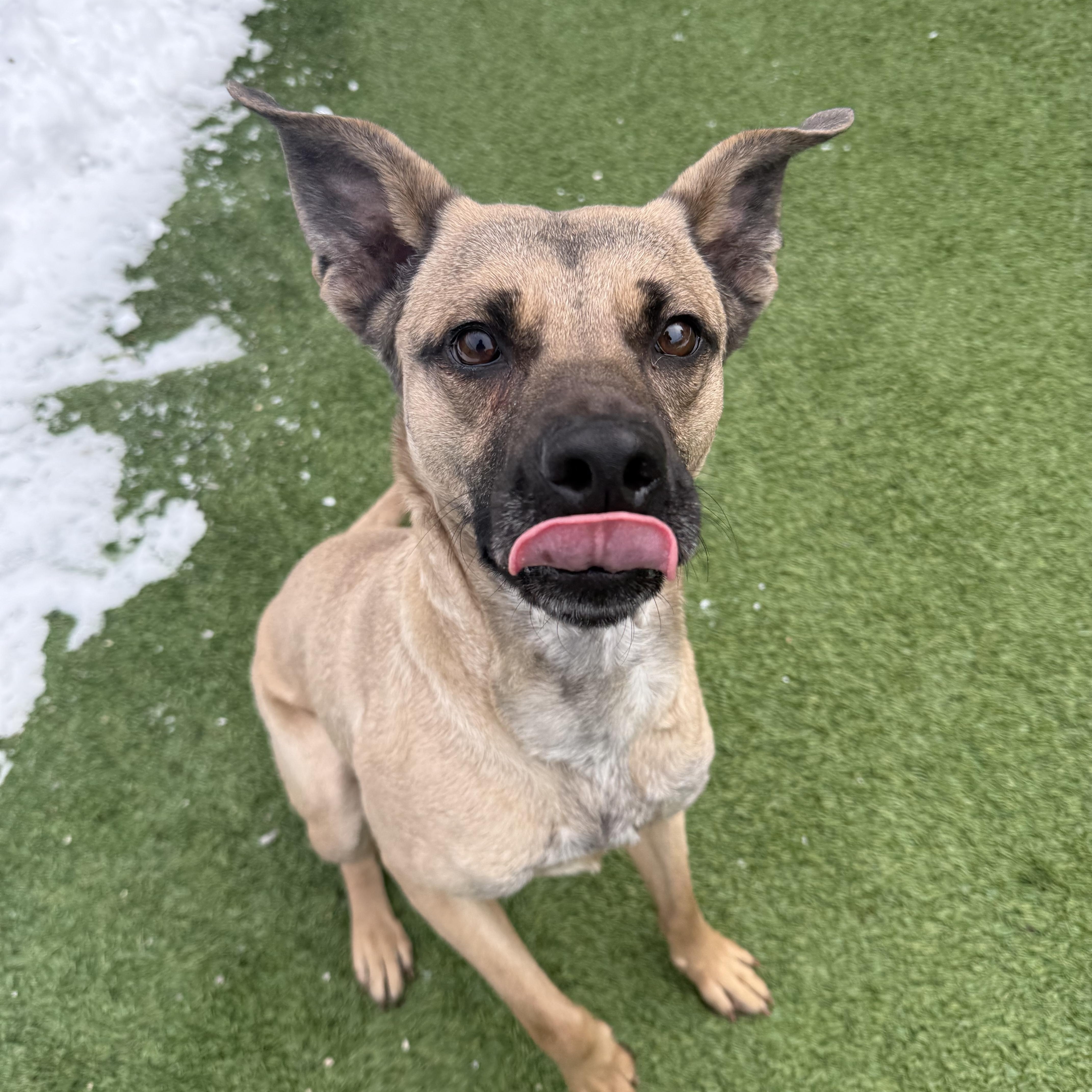 Enlarge Fawn, a Adoptable mixed breed in Groton, CT image 5/6