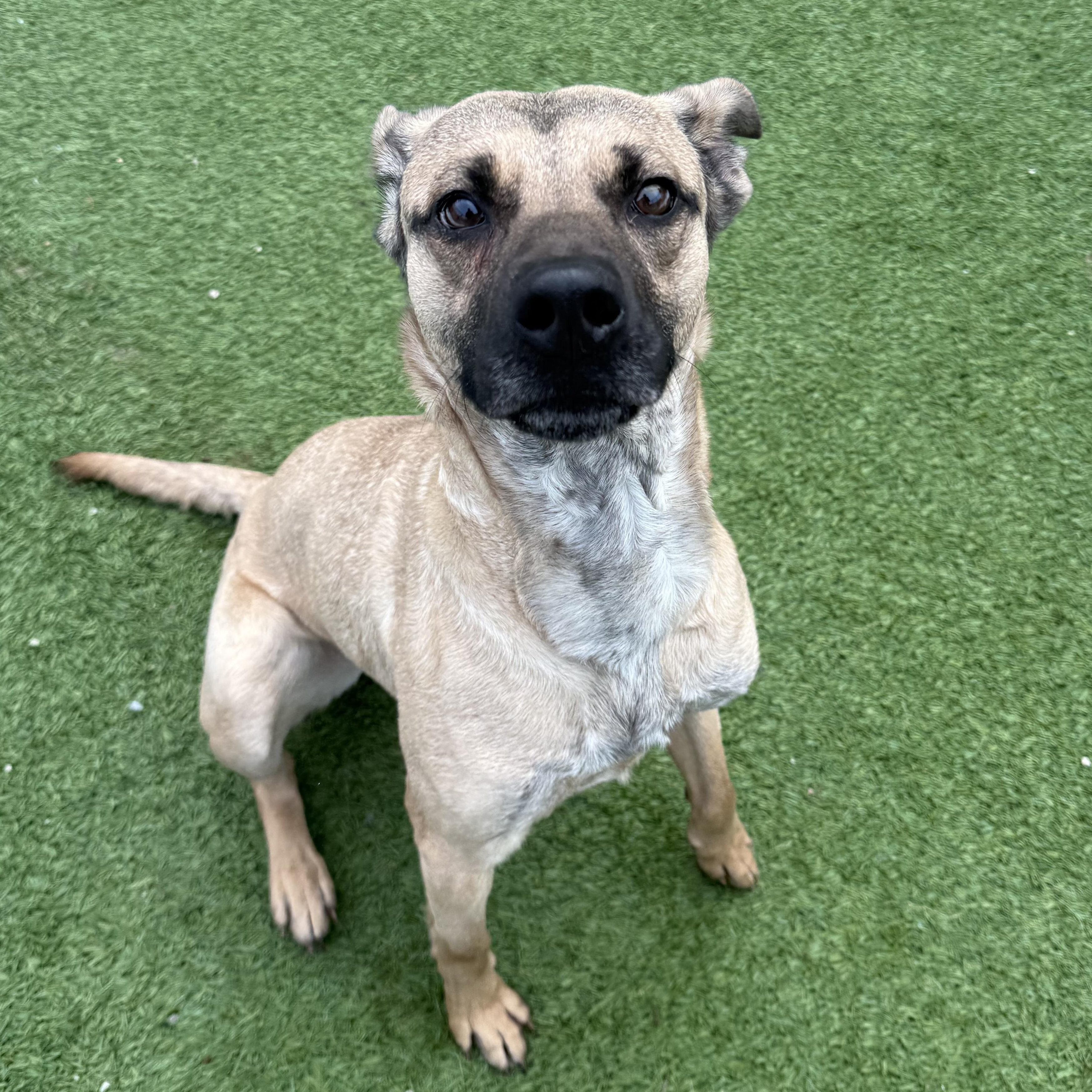 Enlarge Fawn, a Adoptable mixed breed in Groton, CT image 2/6