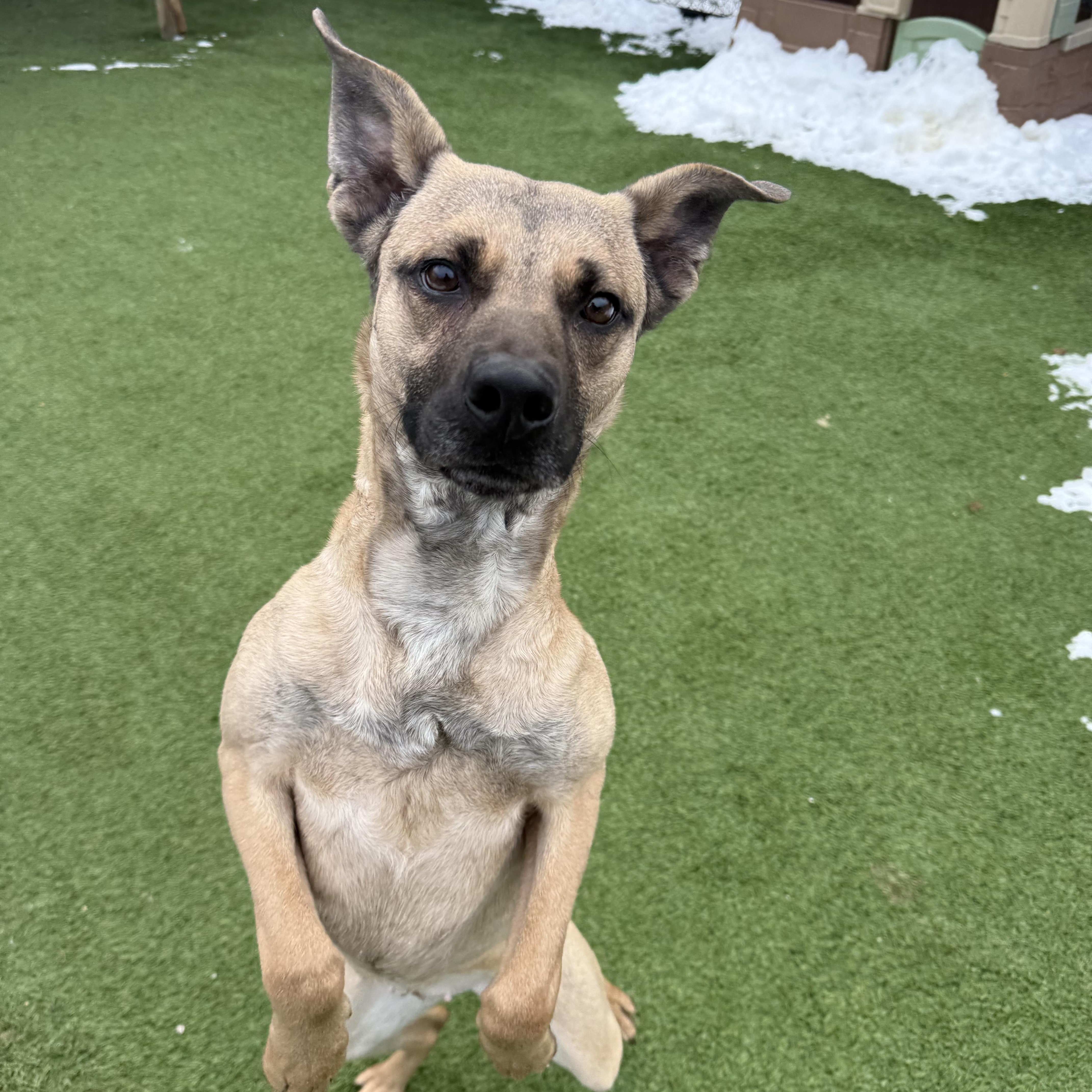 Enlarge Fawn, a Adoptable mixed breed in Groton, CT image 4/6