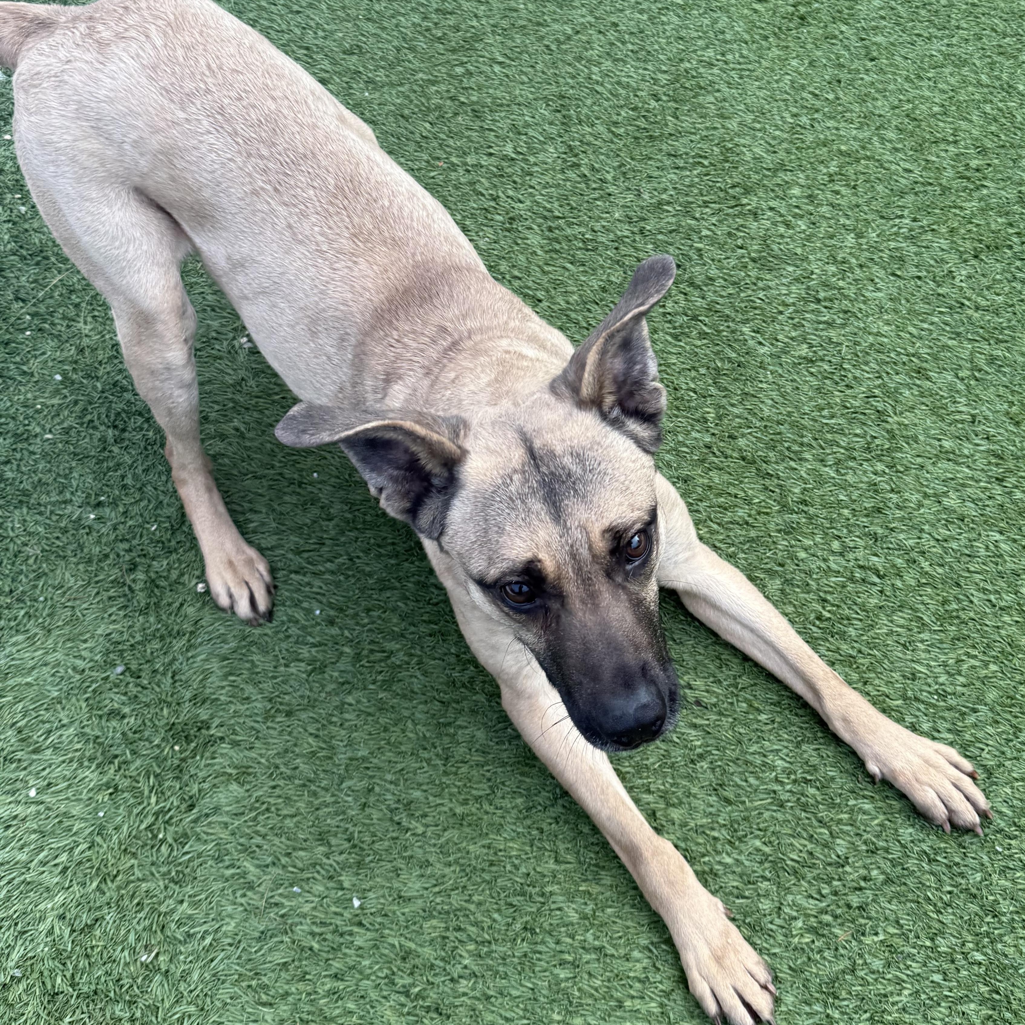 Enlarge Fawn, a Adoptable mixed breed in Groton, CT image 3/6