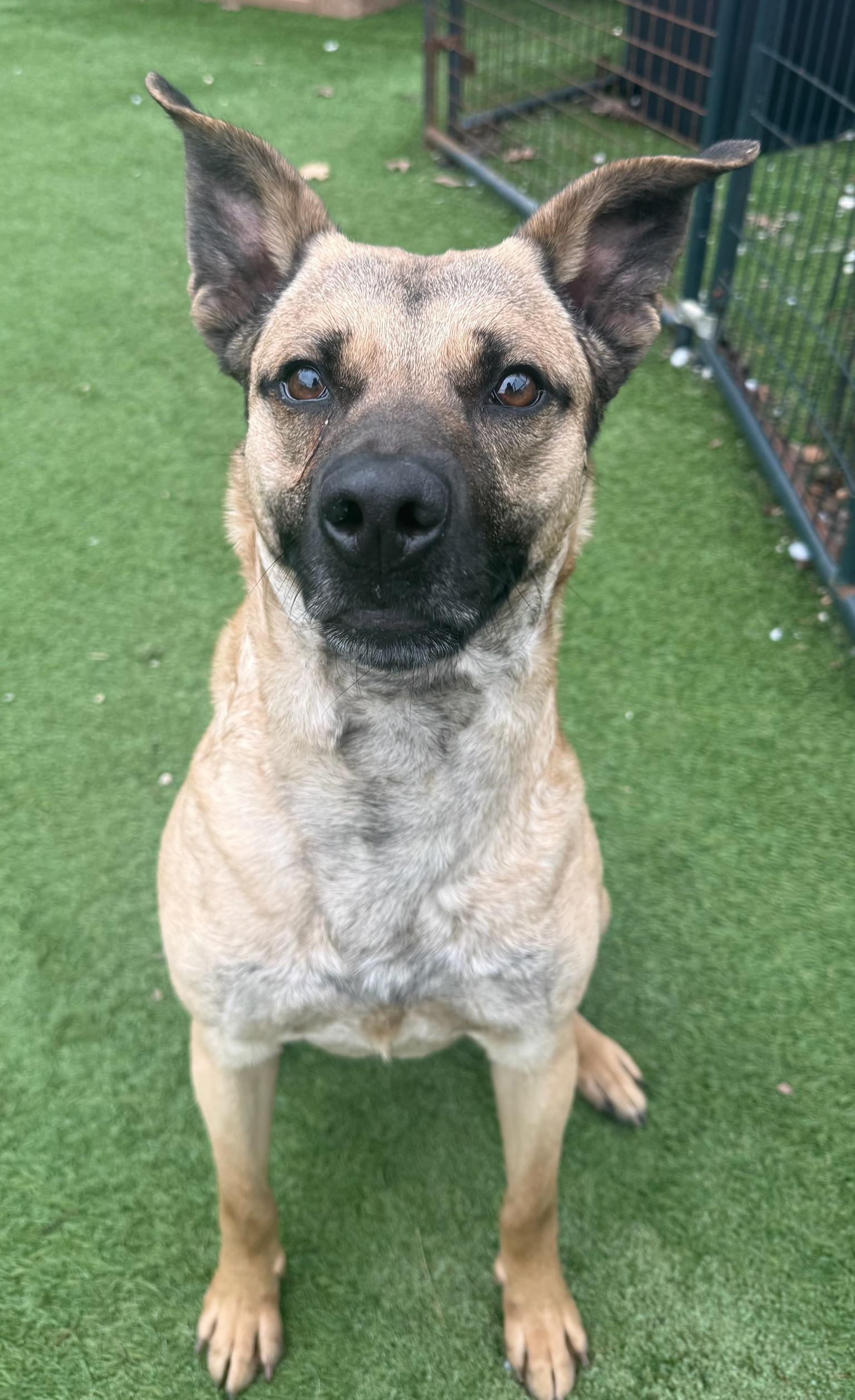 Enlarge Fawn, an adoptable mixed breed in Groton, CT image 1/6