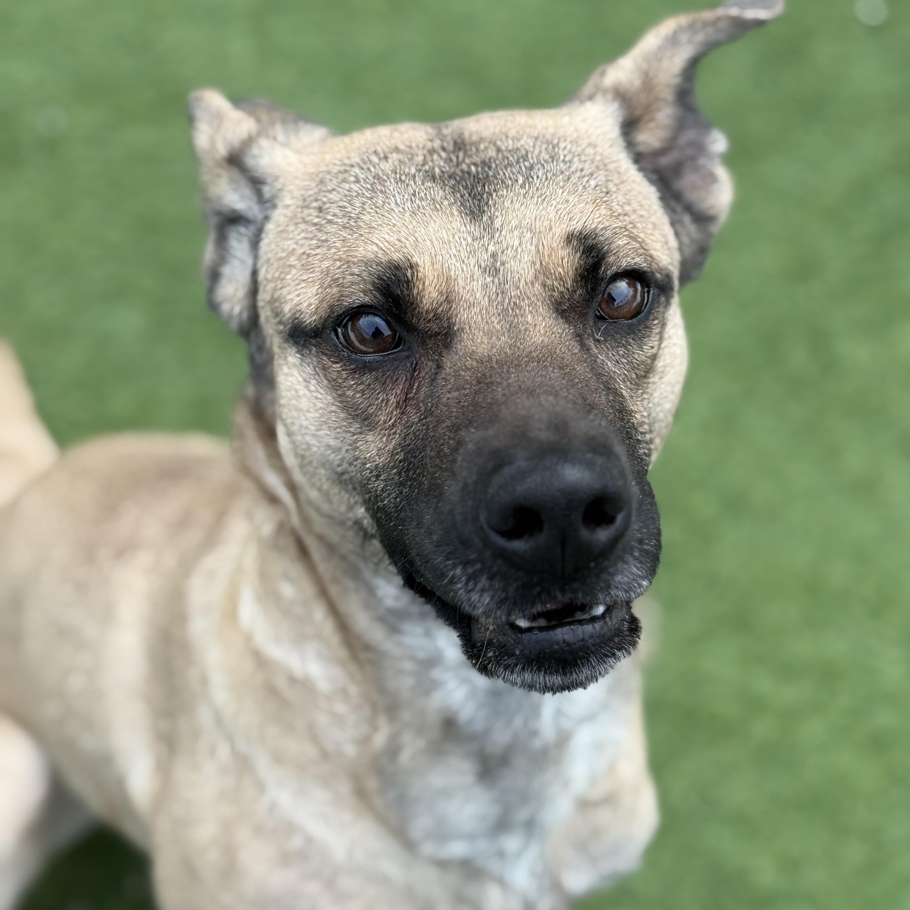 Enlarge Fawn, a Adoptable mixed breed in Groton, CT image 6/6