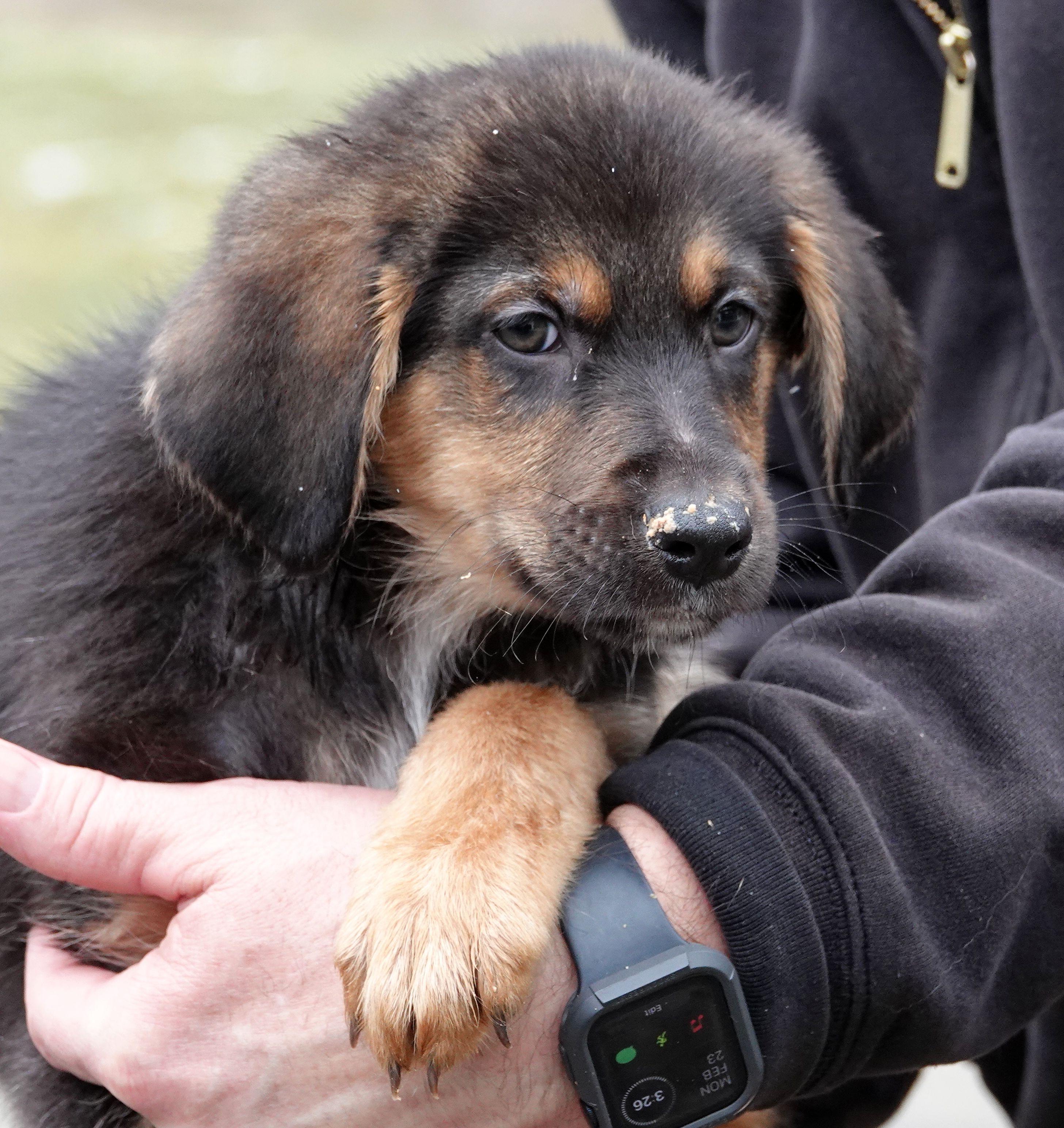 Enlarge Shamrock - ADOPTED, an adopted mixed breed in Millfield, OH image 1/2