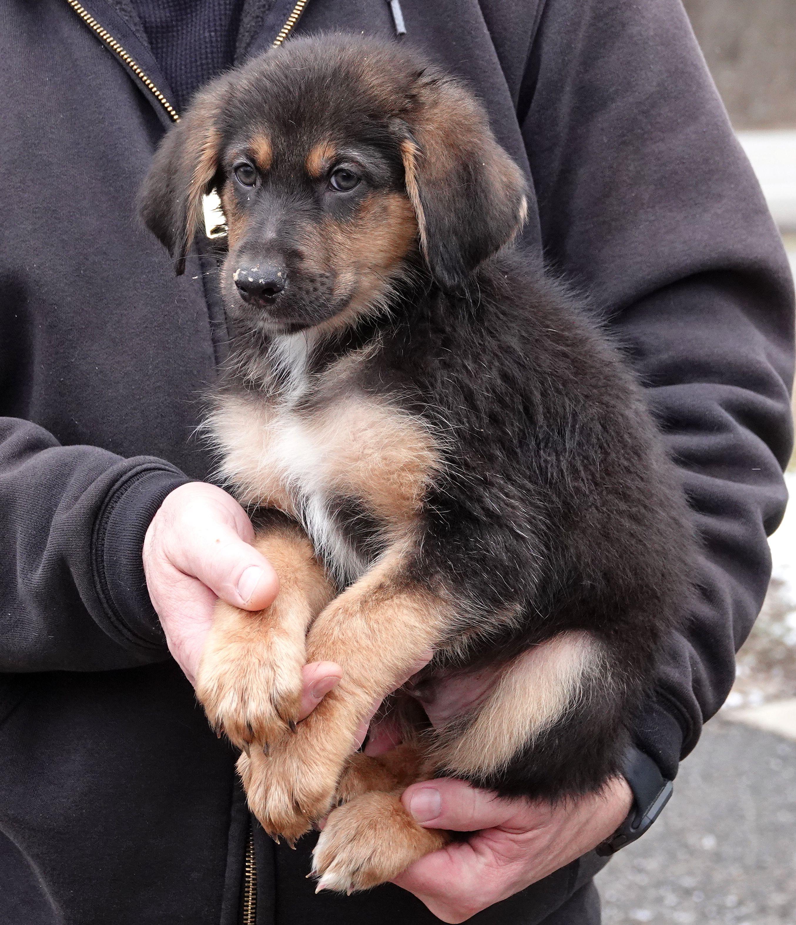 Enlarge Shamrock - ADOPTED, an adopted mixed breed in Millfield, OH image 2/2