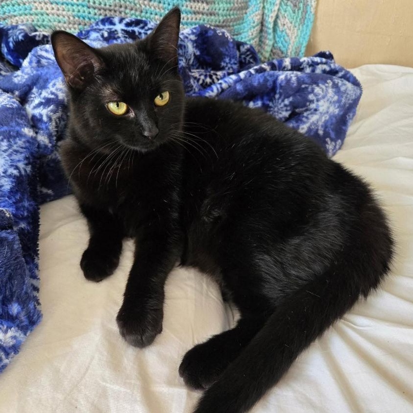 Bella, Adopted, Young Female Domestic Short Hair.