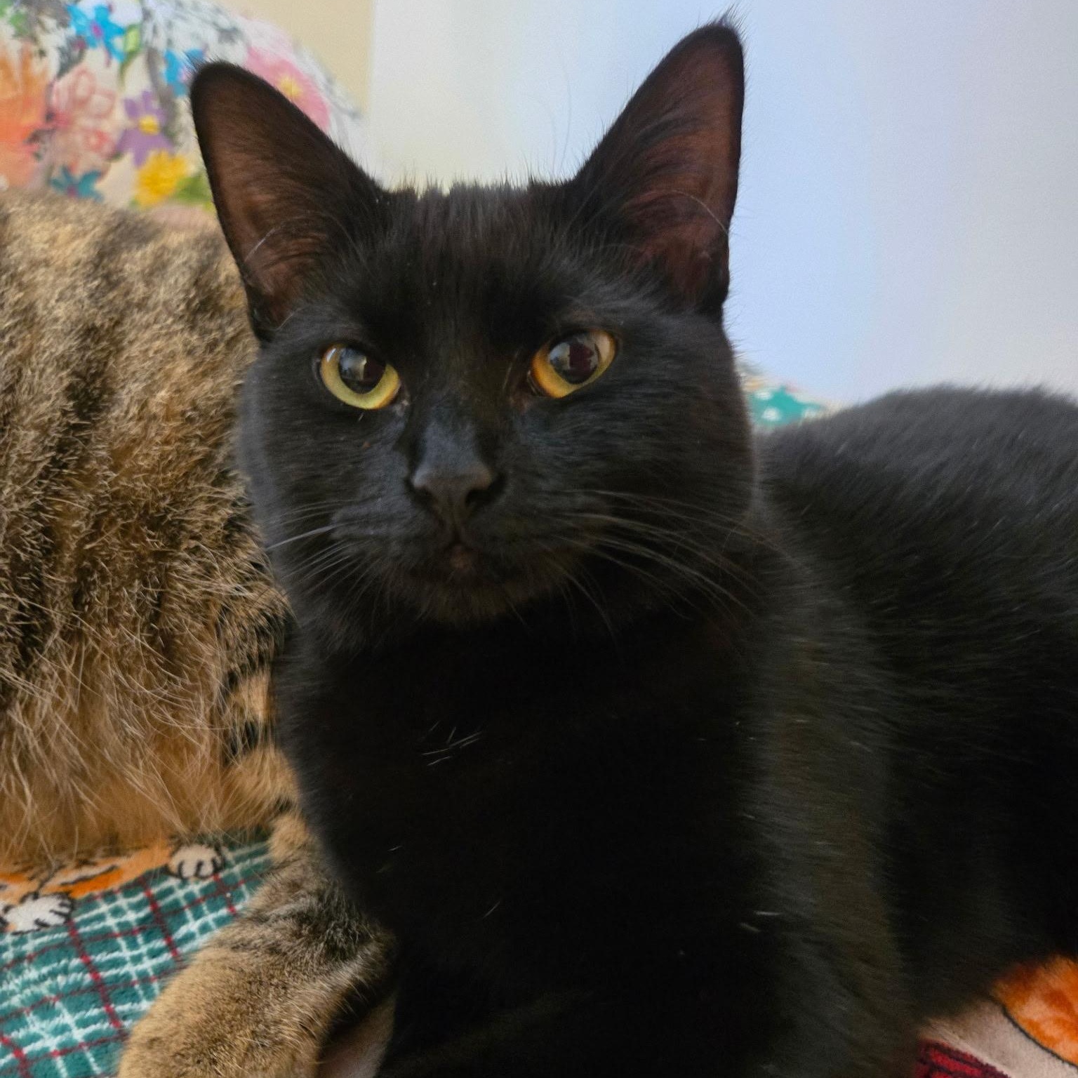 Enlarge Bella, a Adopted Domestic Short Hair in jacksonville, FL image 2/6