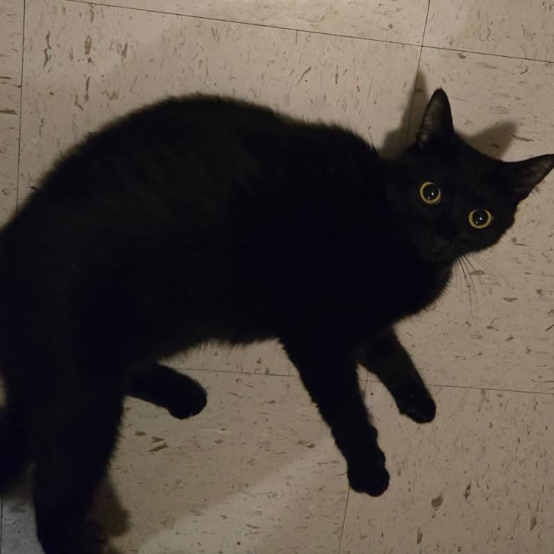 Enlarge Bella, a Adopted Domestic Short Hair in jacksonville, FL image 6/6