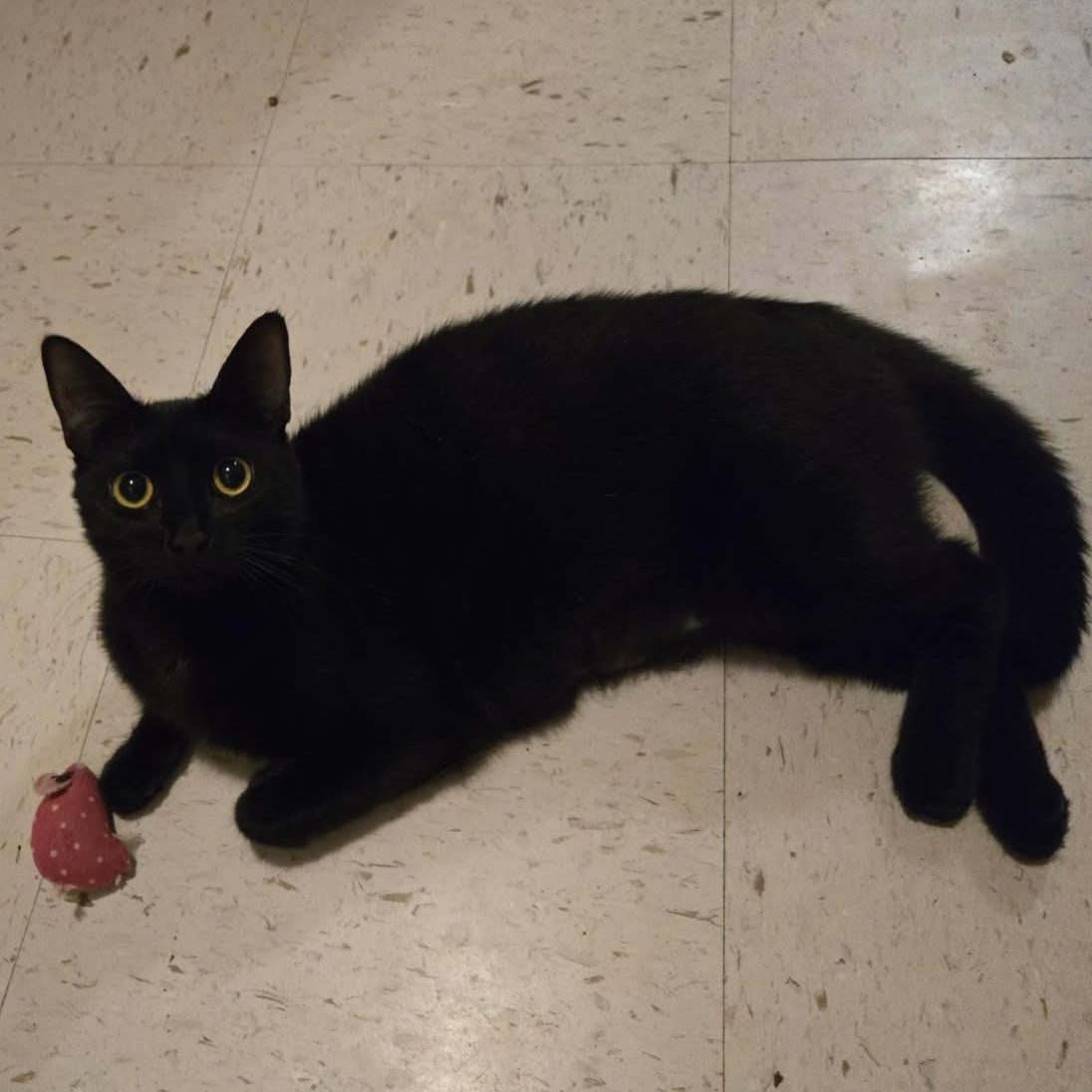 Enlarge Bella, a Adopted Domestic Short Hair in jacksonville, FL image 4/6