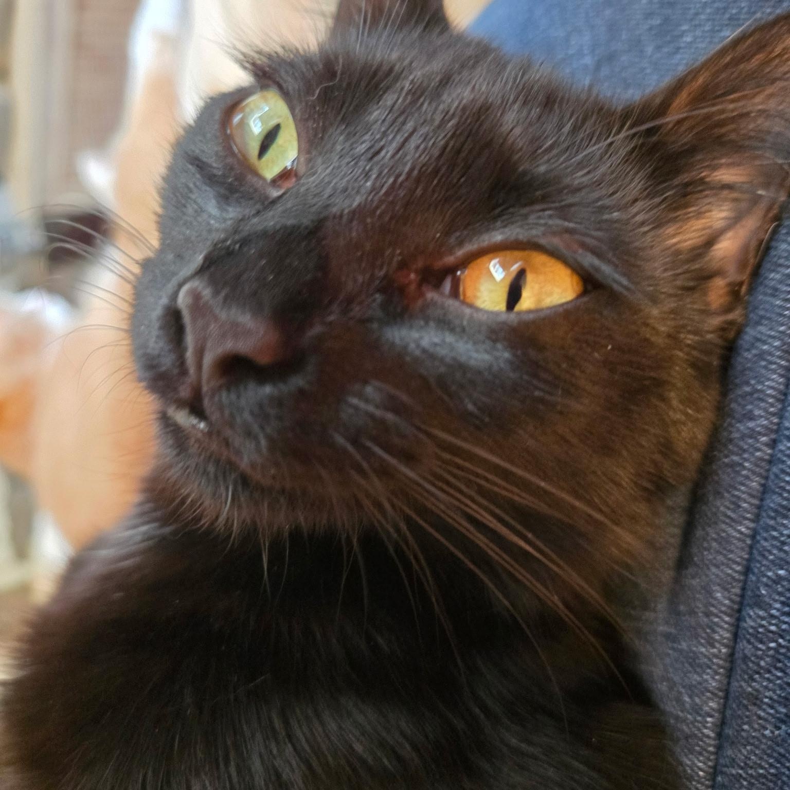 Enlarge Bella, a Adopted Domestic Short Hair in jacksonville, FL image 3/6