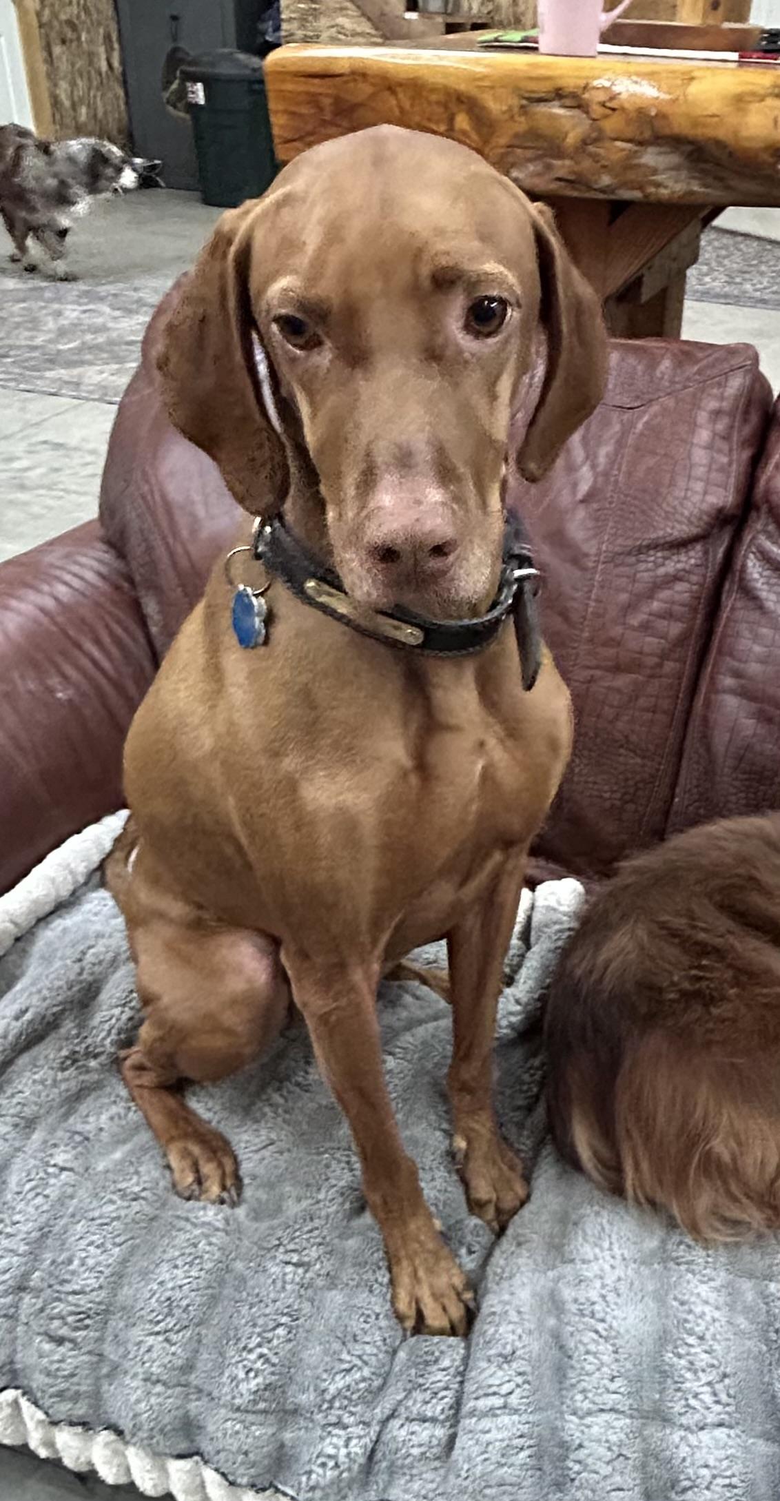 Enlarge OPIE  **COURTESY LISTING FOR LUKE'S LEGACY***, a ADOPTABLE Vizsla in COEUR D ALENE, ID image 4/4