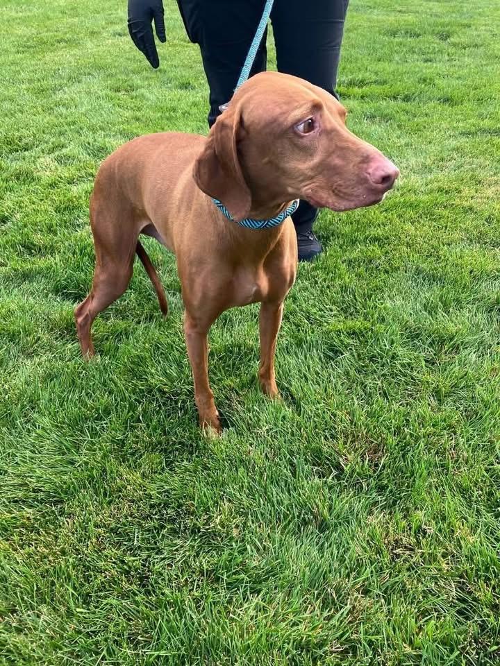Cooper and Opie **COURTESY LISTING FOR LUKE'S LEGACY***, a ADOPTABLE Vizsla in COEUR D ALENE, ID image 1/5
