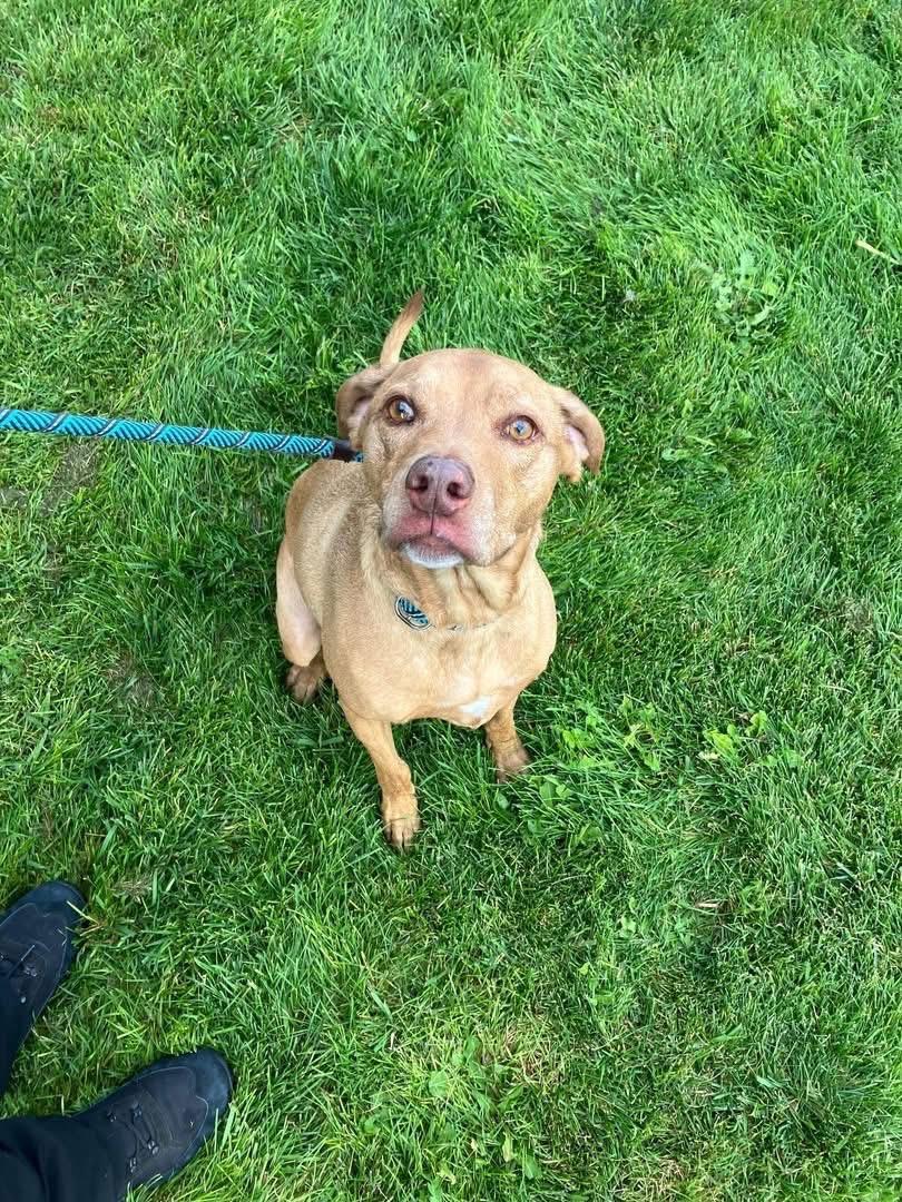 Cooper and Opie **COURTESY LISTING FOR LUKE'S LEGACY***, a ADOPTABLE Vizsla in COEUR D ALENE, ID image 2/5