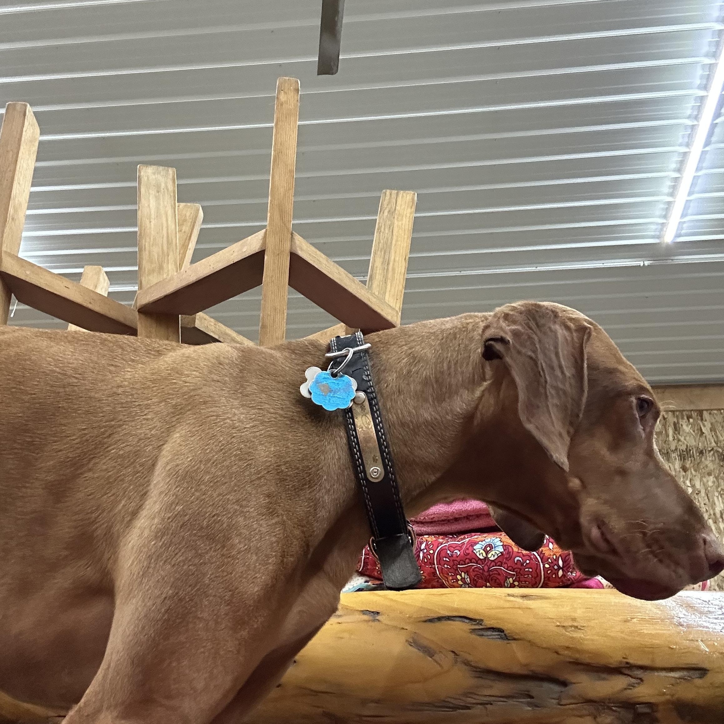 Cooper and Opie **COURTESY LISTING FOR LUKE'S LEGACY***, a ADOPTABLE Vizsla in COEUR D ALENE, ID image 3/5