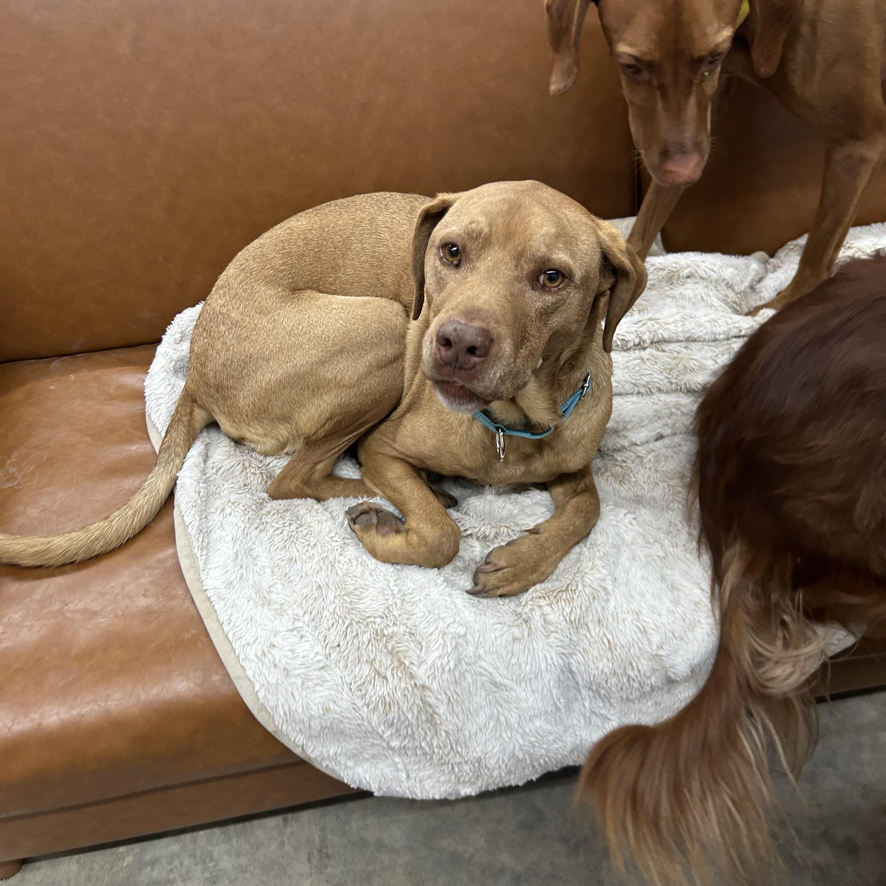 Cooper and Opie **COURTESY LISTING FOR LUKE'S LEGACY***, a ADOPTABLE Vizsla in COEUR D ALENE, ID image 4/5
