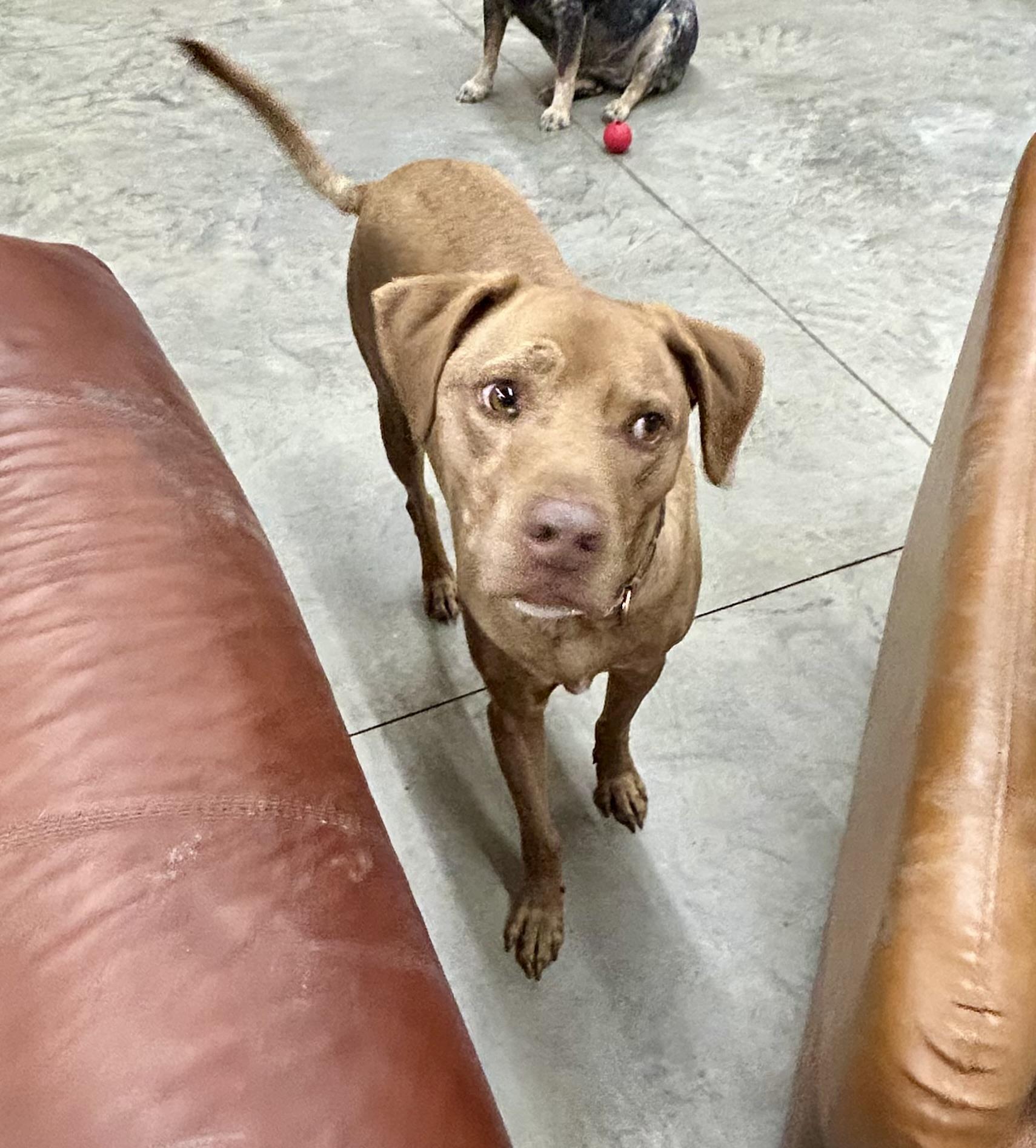 Cooper and Opie **COURTESY LISTING FOR LUKE'S LEGACY***, a ADOPTABLE Vizsla in COEUR D ALENE, ID image 5/5