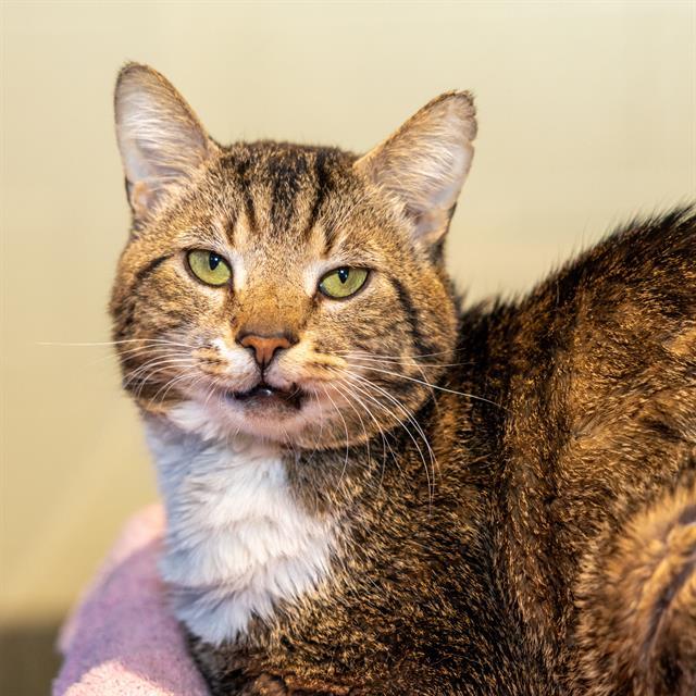 PHOENIX, Adoptable, Adult Male Domestic Short Hair.