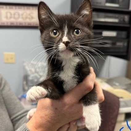 HARRY, ADOPTABLE, Kitten Male Tuxedo & Domestic Short Hair.