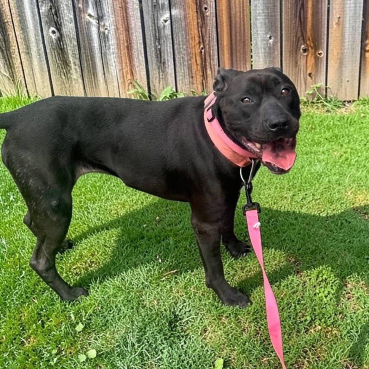 Enlarge Queen, a Adoptable mixed breed in Columbus, OH image 1/4