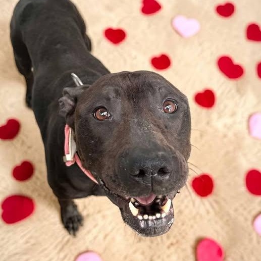 Enlarge Queen, a Adoptable mixed breed in Columbus, OH image 2/4