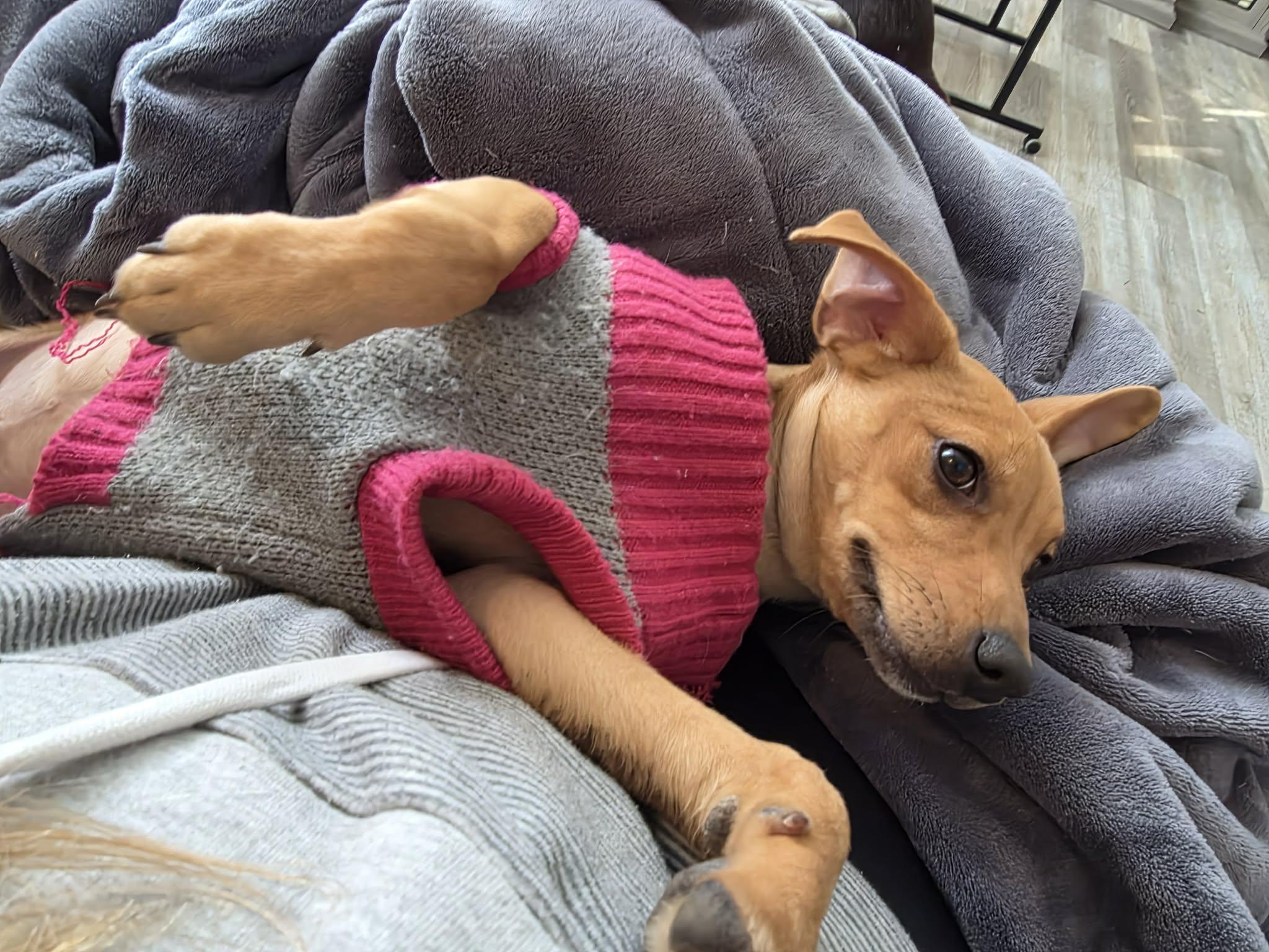 Biscuit- B Litter, an adopted mixed breed in Sheboygan, WI image 1/6