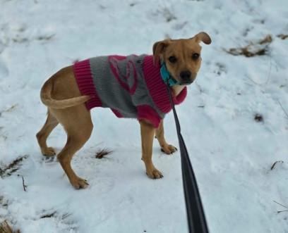 Biscuit- B Litter, an adopted mixed breed in Sheboygan, WI image 2/6