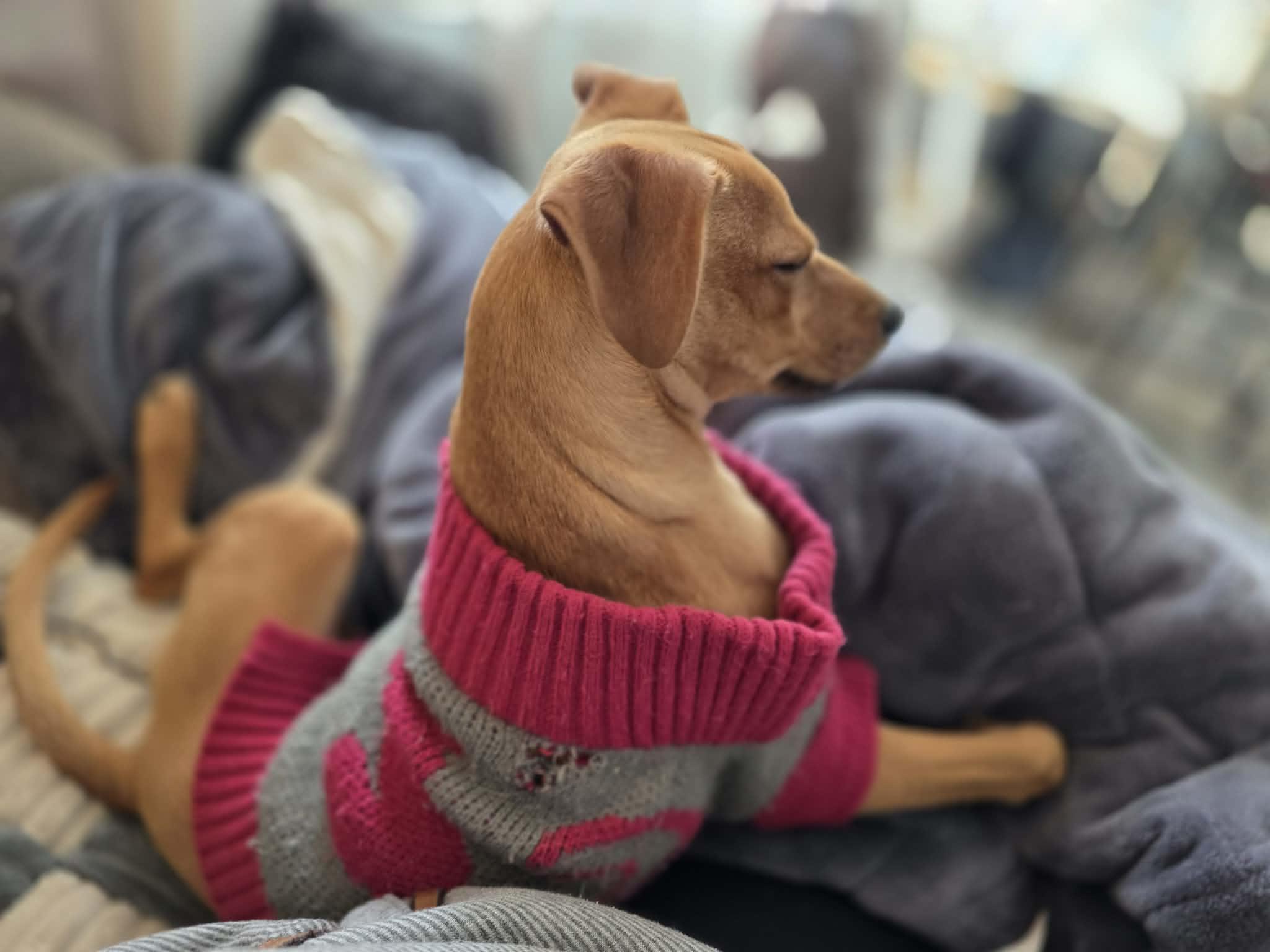 Biscuit- B Litter, an adopted mixed breed in Sheboygan, WI image 6/6