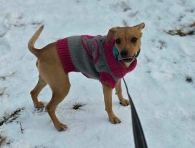 Biscuit- B Litter, an adopted mixed breed in Sheboygan, WI image 4/6