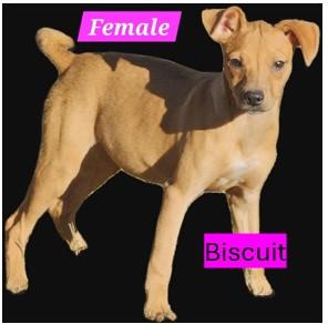 Bisuit B Litter