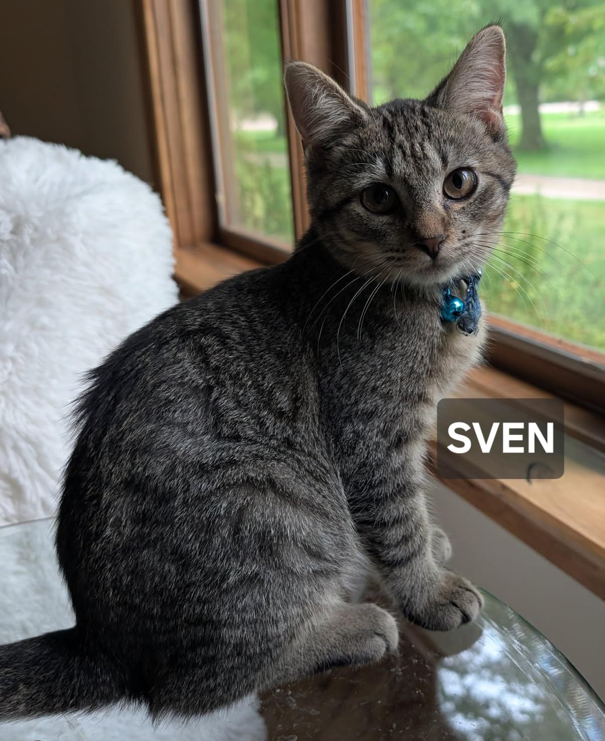 Sven, Adoptable, Young Male Tabby.