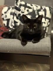 Misty, ADOPTABLE, Adult Female Domestic Short Hair.