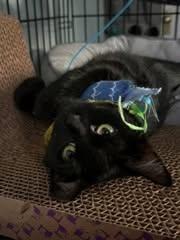 Misty, a ADOPTABLE Domestic Short Hair in Carnegie, PA image 4/4