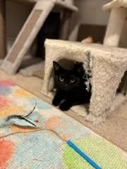 Misty, a ADOPTABLE Domestic Short Hair in Carnegie, PA image 2/4